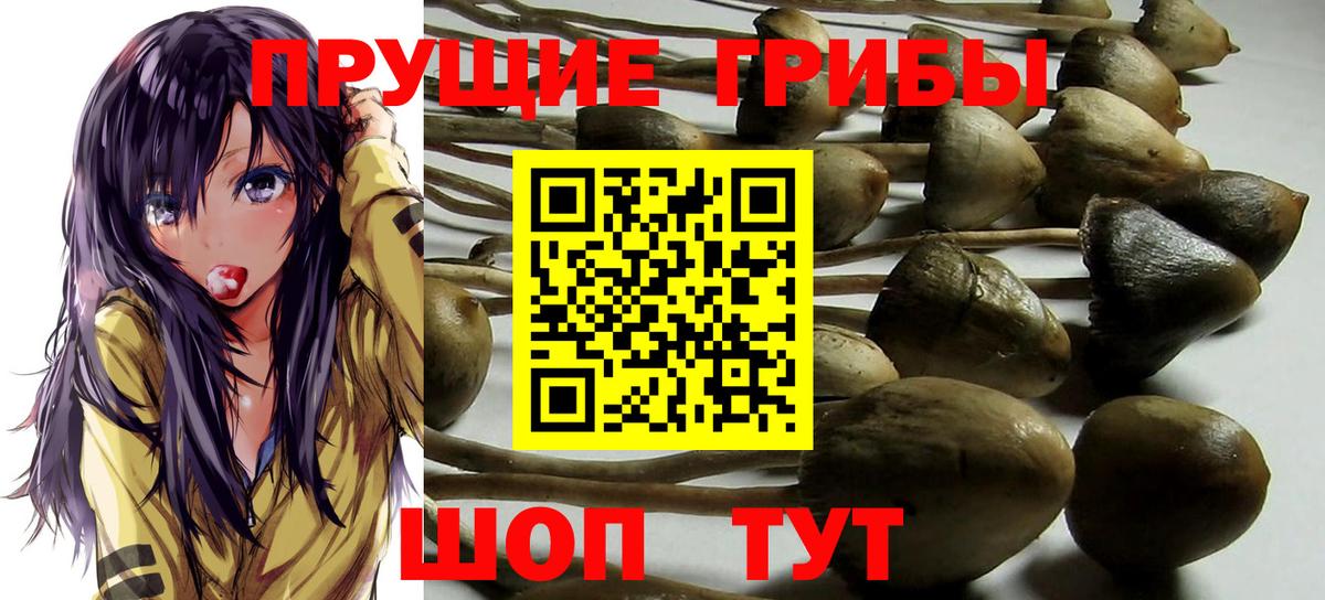 Галлюциногенные грибы Cubensis Мончегорск